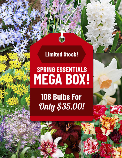 Spring Essentials Mega Box