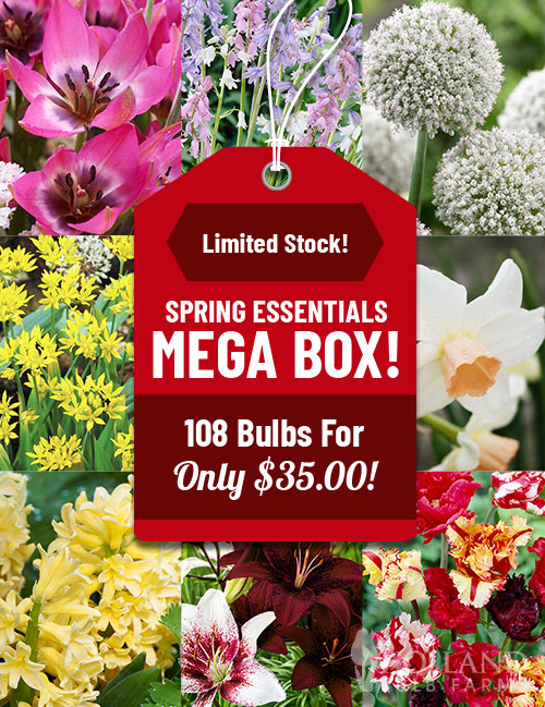 Spring Essentials Mega Box