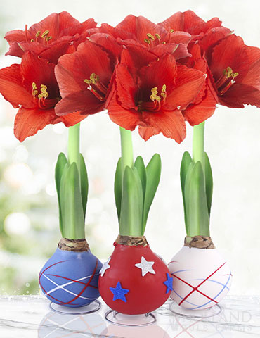 Stars &amp; Stripes Waxed Amaryllis Collection