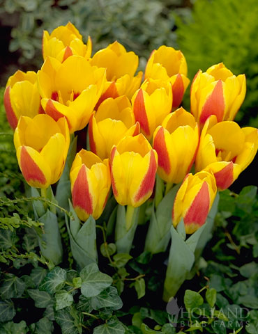 Collection B: Single Early Tulips