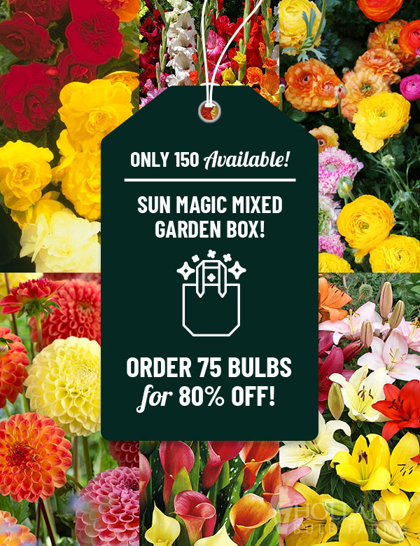 Sun Magic Mixed Garden Box
