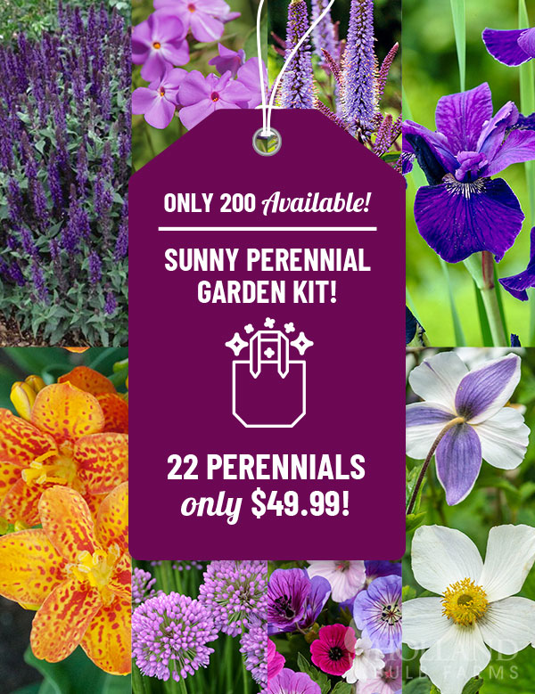 Sunny Perennial Garden Kit