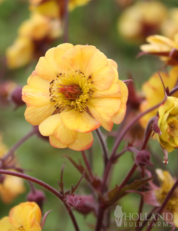 Tequila Sunrise Pre-Potted Geum