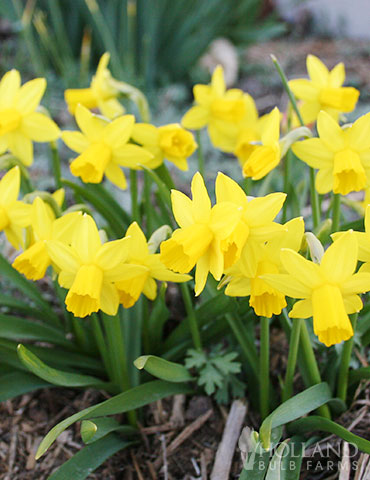 Tete A Tete Daffodil Jumbo Pack Holland Bulb Farms 82101
