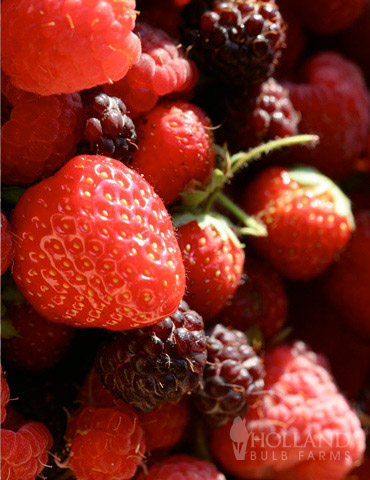 Preorder Strawberry 'Cherryberry
