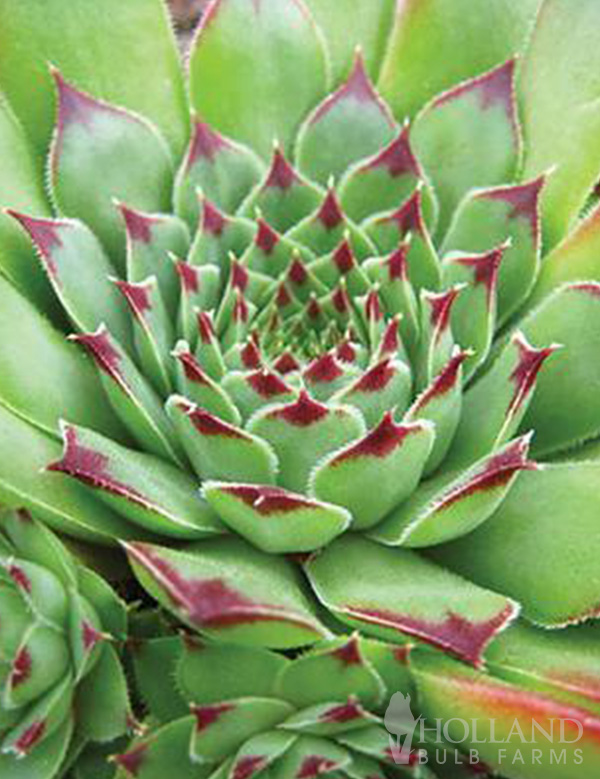 Tip Top Pre-Potted Hens & Chicks