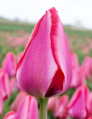 Bulbes : Tulipe - Triple A - Hybride de Darwin