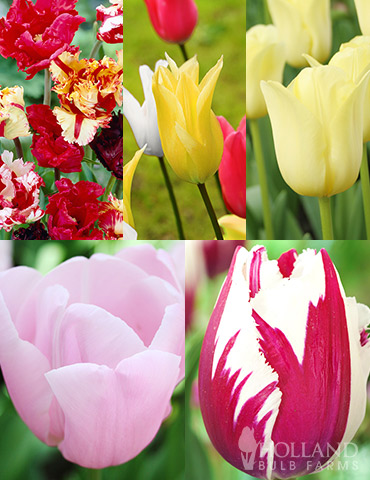 https://www.hollandbulbfarms.com/Shared/Images/Product/Tulip-Forcing-Collection/88417-tulip-forcing-collection.jpg