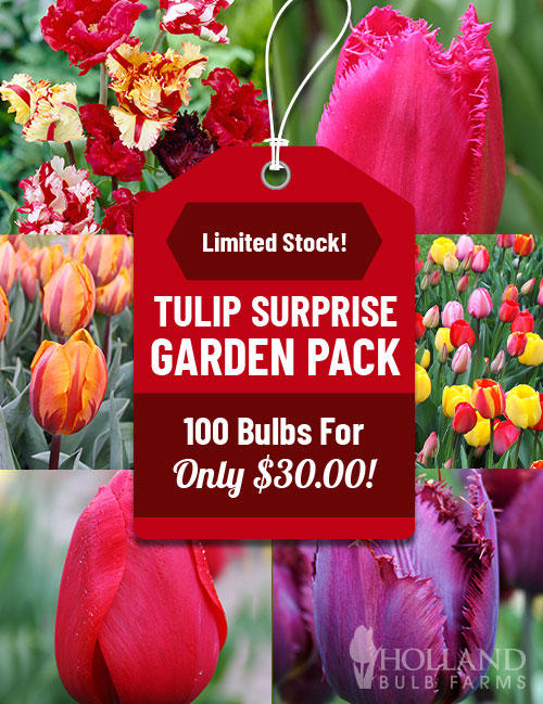 Tulip Surprise Garden