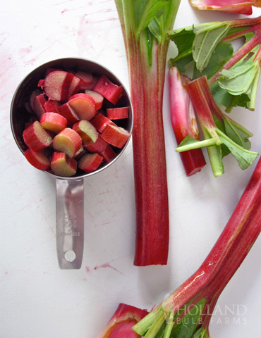 Rhubarb Crimson Cherry from Growing Colors