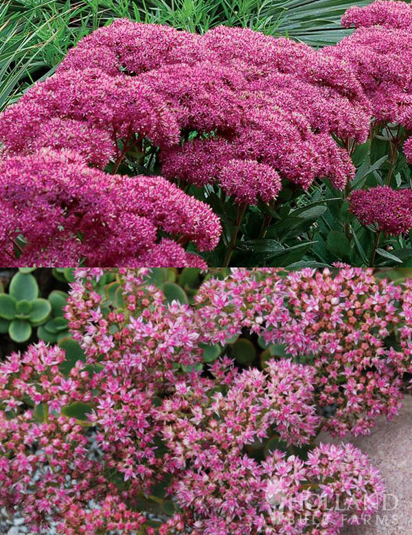 Watermelon Sedum Pre-Potted Duo