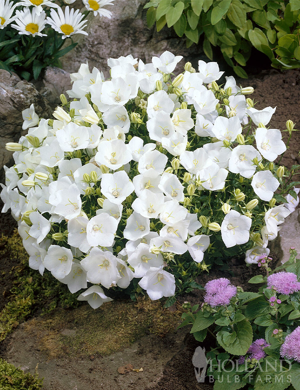 White Clips Pre-Potted Bellflower