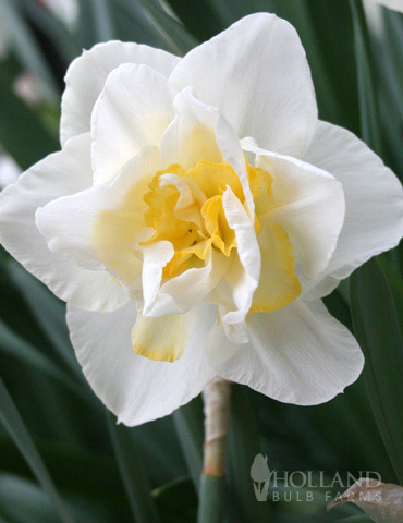 White Lion - Daffodil Bulbs (Double), Flower Bulbs