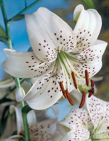 How to Grow and Care for Lily Flowers