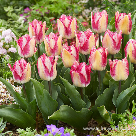 Yasmine Fringed Tulip