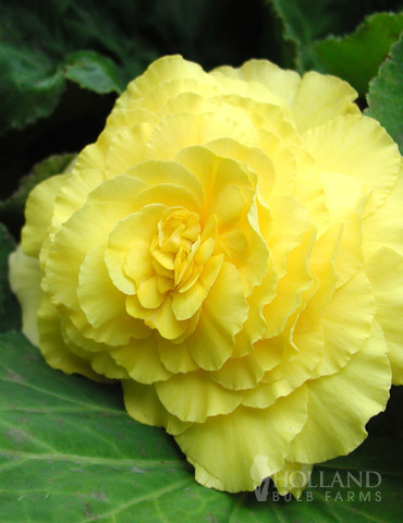Yellow Double Begonia | Holland Bulb Farms | 71103