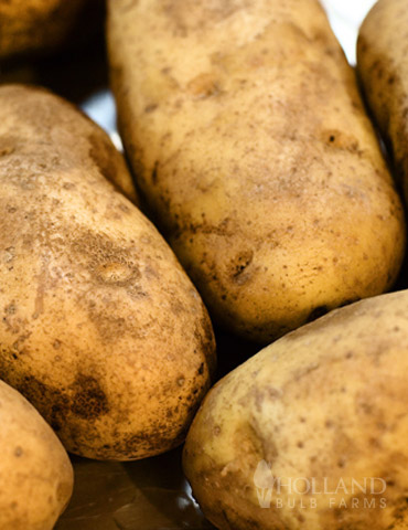 https://www.hollandbulbfarms.com/Shared/Images/Product/Yukon-Gold-Seed-Potatoes/75104-yukon-gold-seed-potatoes.jpg