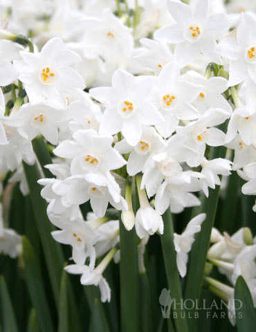 Ziva Paperwhite Bulbs, Narcissus