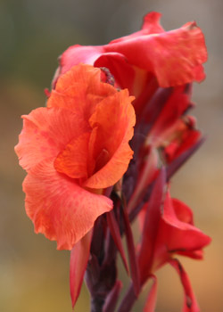 Canna Lily: Growing and Caring for Canna Lily