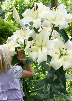 Lilies: How to Plant, Grow, and Care for Lily Flowers