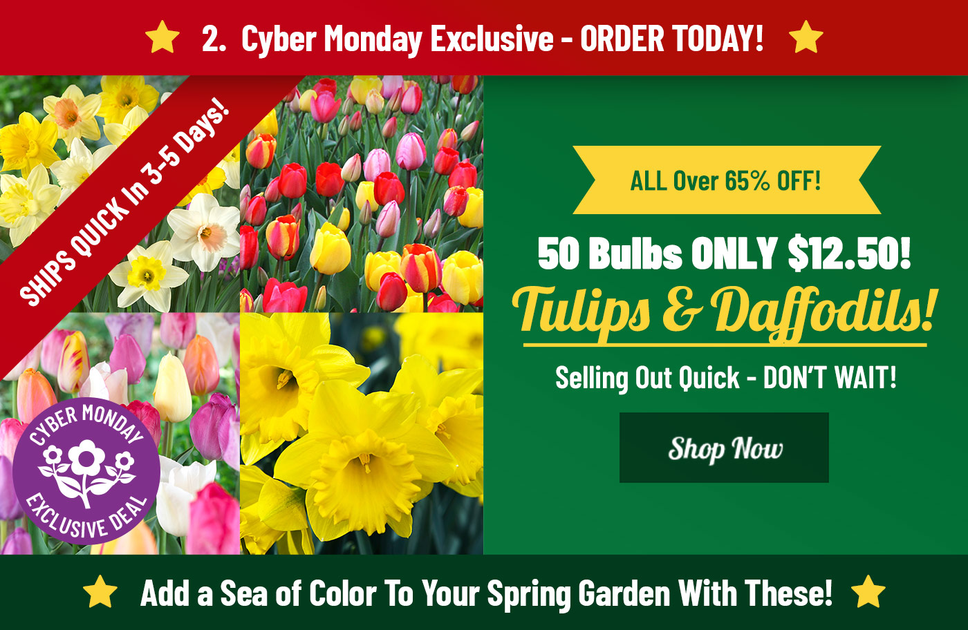 Shop 50 Bulbs For ONLY $12.50!