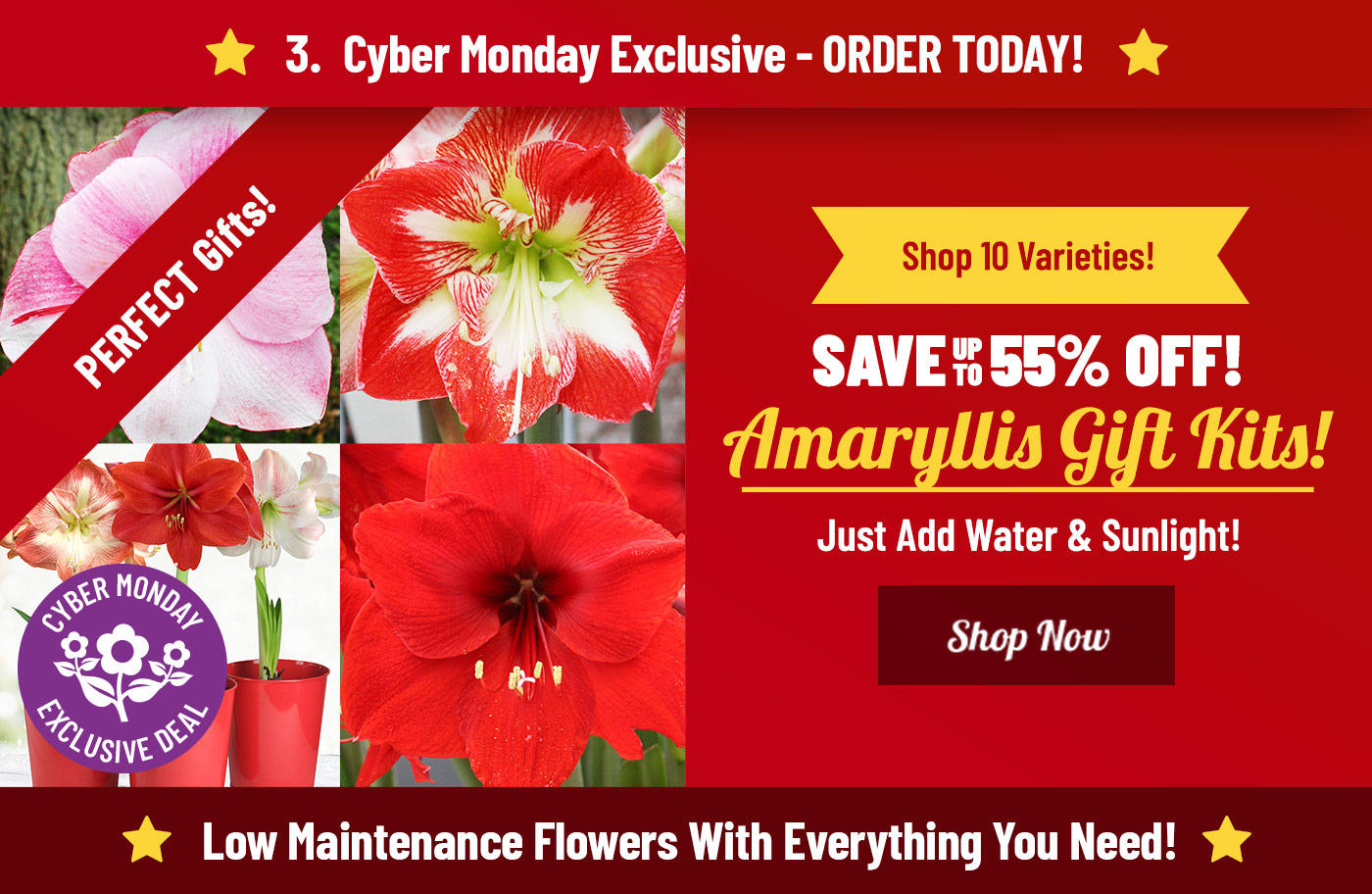 Up To 55% OFF Amaryllis Gift Kits!