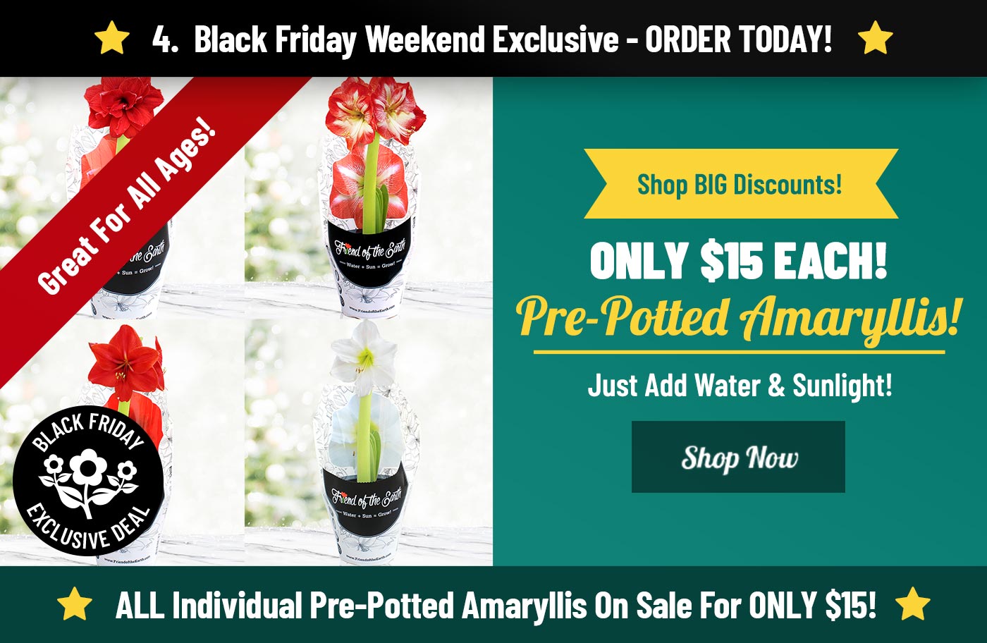 Pre-Potted Amaryllis ONLY $15!