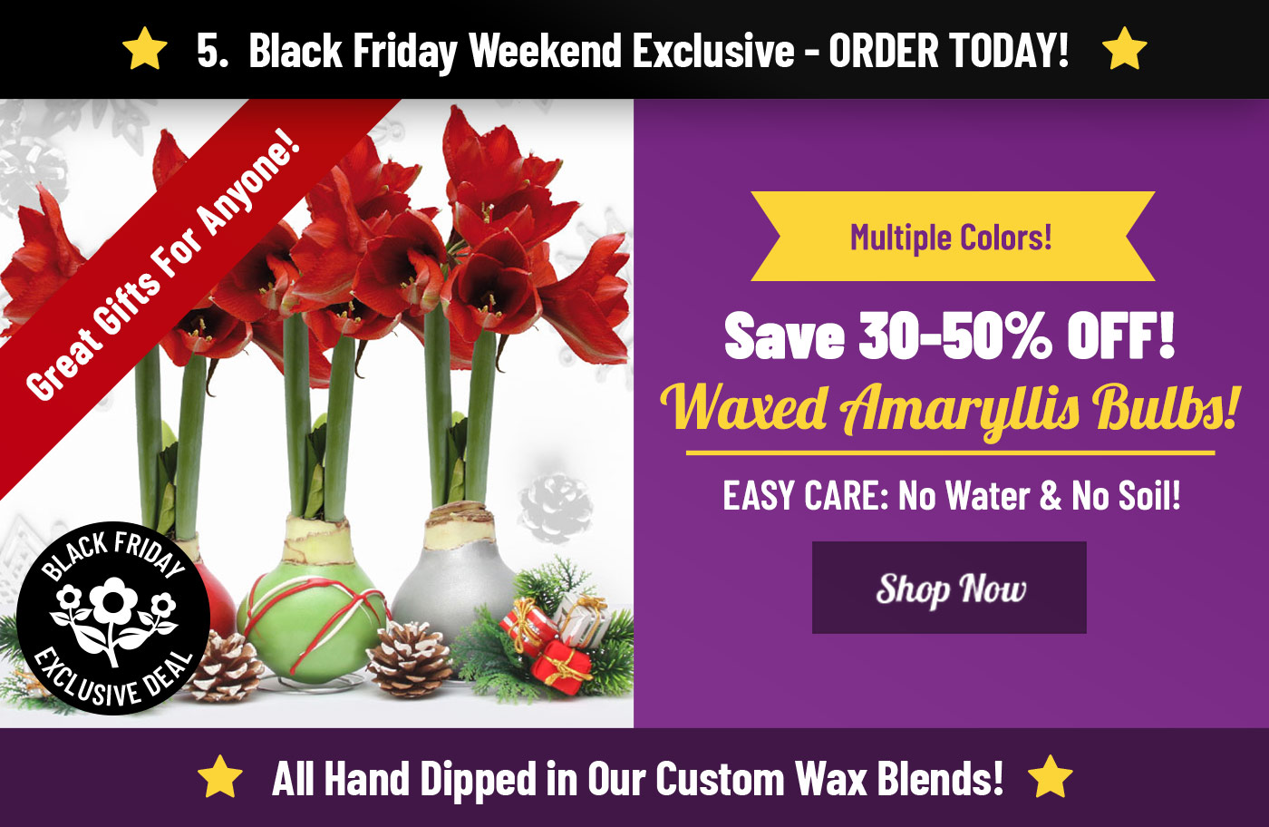 30-50% OFF Waxed Amaryllis Bulbs