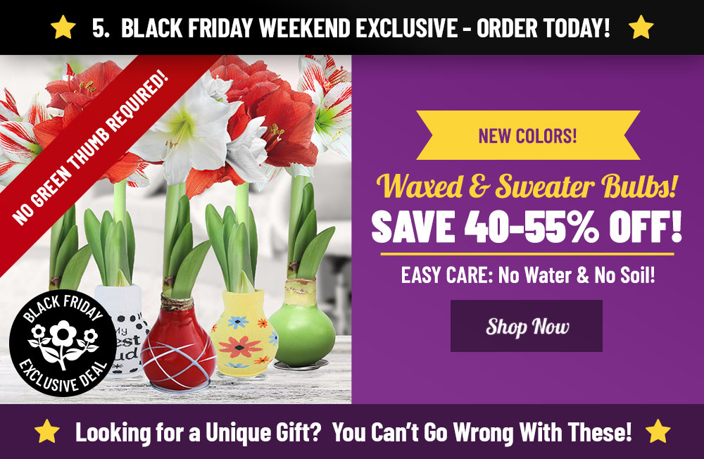 40-55% OFF Waxed and Sweater Amaryllis Bulbs