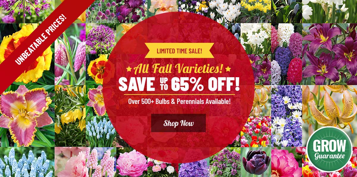 EARLY BIRD SALE | Shop up to 65% OFF ALL Fall Bulbs