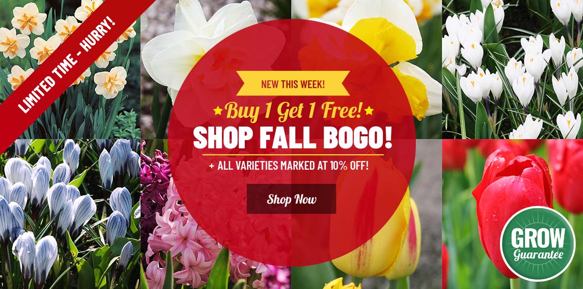 BOGO | Fall Planted Faves - Buy 1 Get 1 FREE!