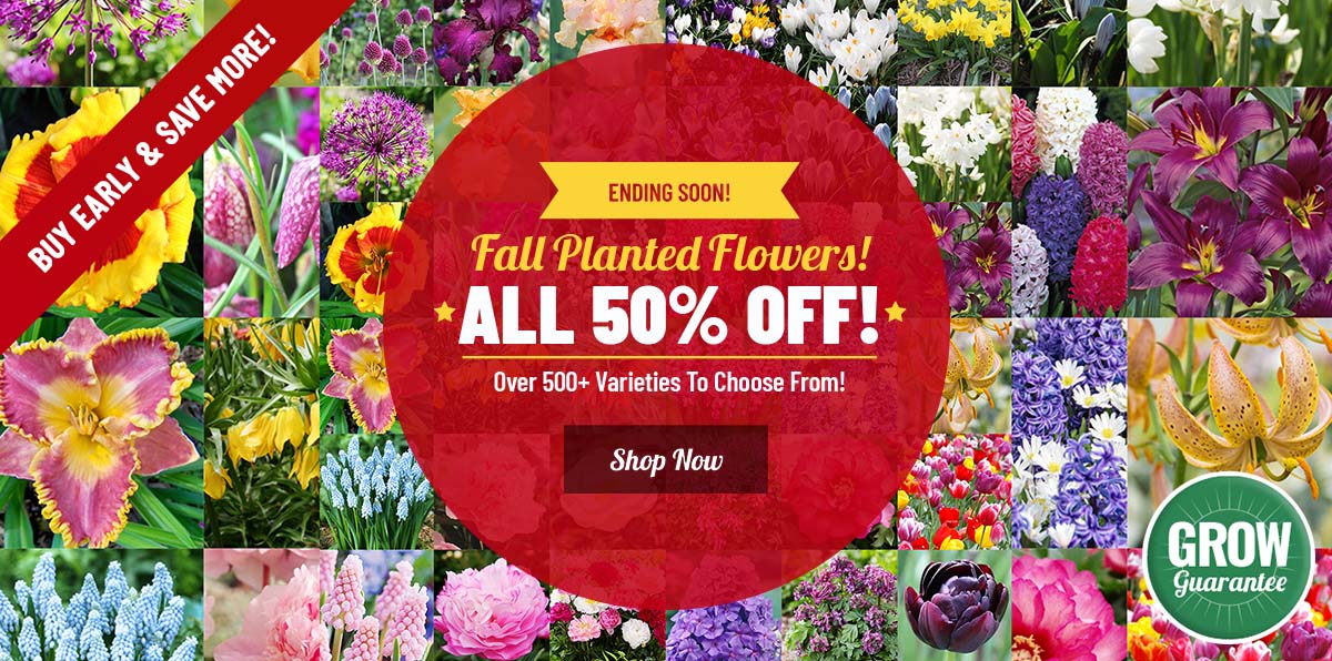 EARLY BIRD SALE | 50% OFF All 500+ Fall Planted Favorites