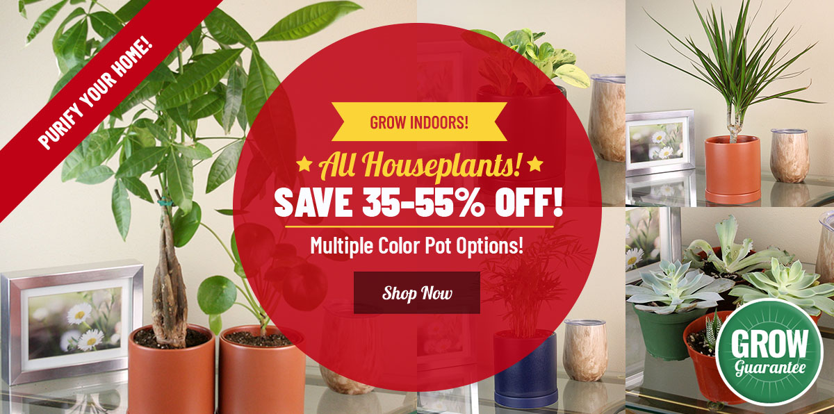 GROW INDOORS | Shop Houseplants up to 55% OFF!