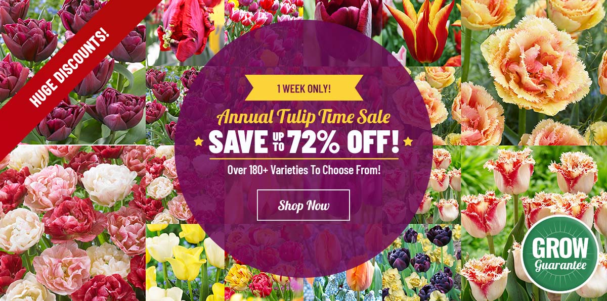 TULIP TIME IS HERE!  NOW up to 72% OFF Tulips!