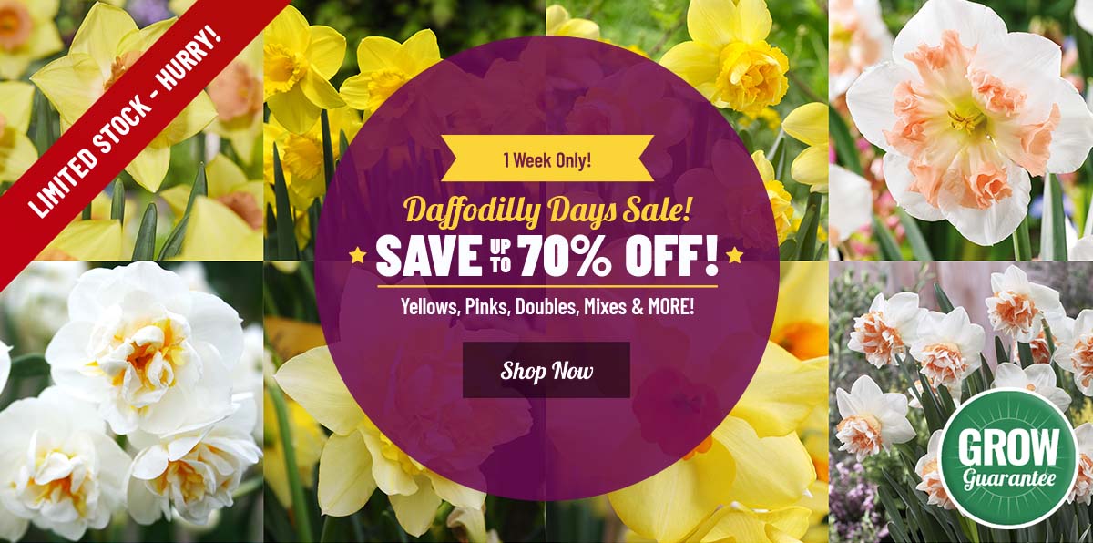 ANNUAL SALE | Daffodilly Days Deals up to 70% OFF!