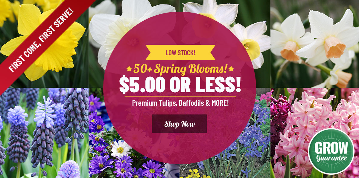 $5 OR LESS Flower Fest on 50+!