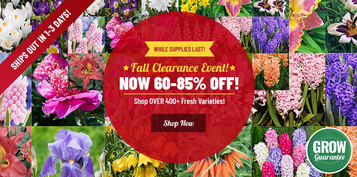 CLEARANCE | 400+ Fall Items For 60-85% OFF!